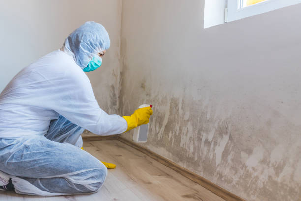 Licensed Black Mold Removal service in Puyallup, WA - WQB Mold Removal