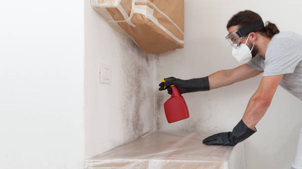 Professional Black Mold Removal technician working in Puyallup, WA