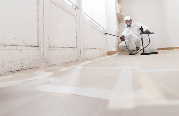 24/7 Emergency Black Mold Removal experts in Puyallup, WA