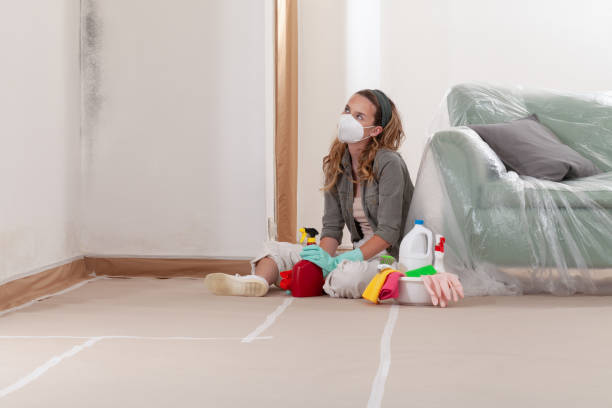Trusted Black Mold Removal service in Puyallup, WA - WQB Mold Removal