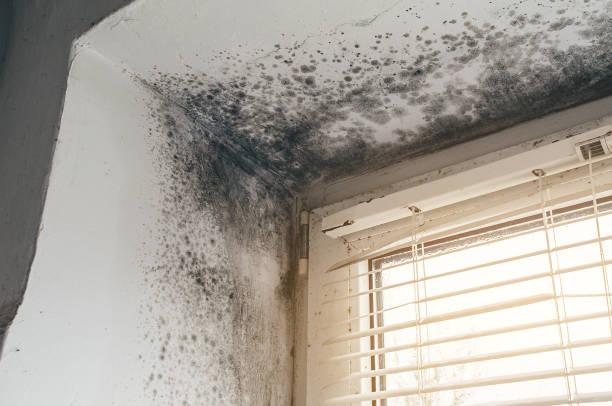 Affordable Black Mold Removal solutions in Puyallup, WA