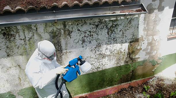 Top rated local Black Mold Removal specialists in Puyallup, WA